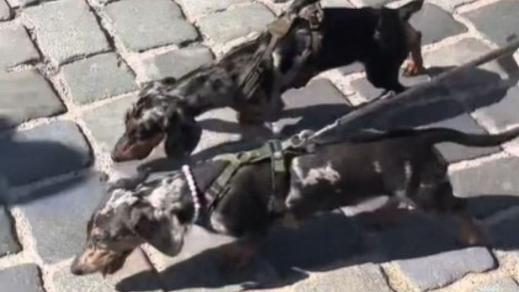 Image shows two Dachshunds on leashes participating in the Dackelparade in Regensburg, Germany.