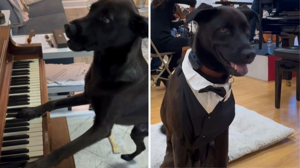 Left image shows a music-loving dog "playing" piano. Right image shows dog at orchestra practice in a puppy tuxedo.