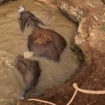 Image shows a mother and her calf trapped in a well before their miraculous rescue.