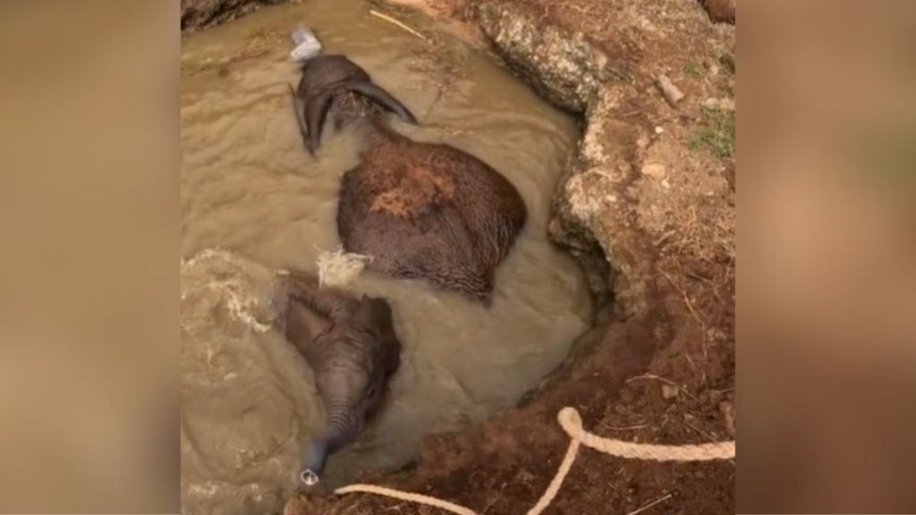 Image shows a mother and her calf trapped in a well before their miraculous rescue.