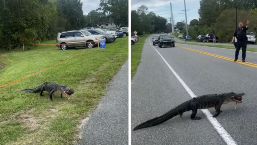 Left image shows a medium-sized gator preparing to cross a road. Right image shows the gator crossing with a police officer stopping traffic to ensure its safety.