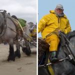 Left image shows a large draft horse hauling a catch onto the shore. Right image shows a fisherman and his horse wading through the surf.