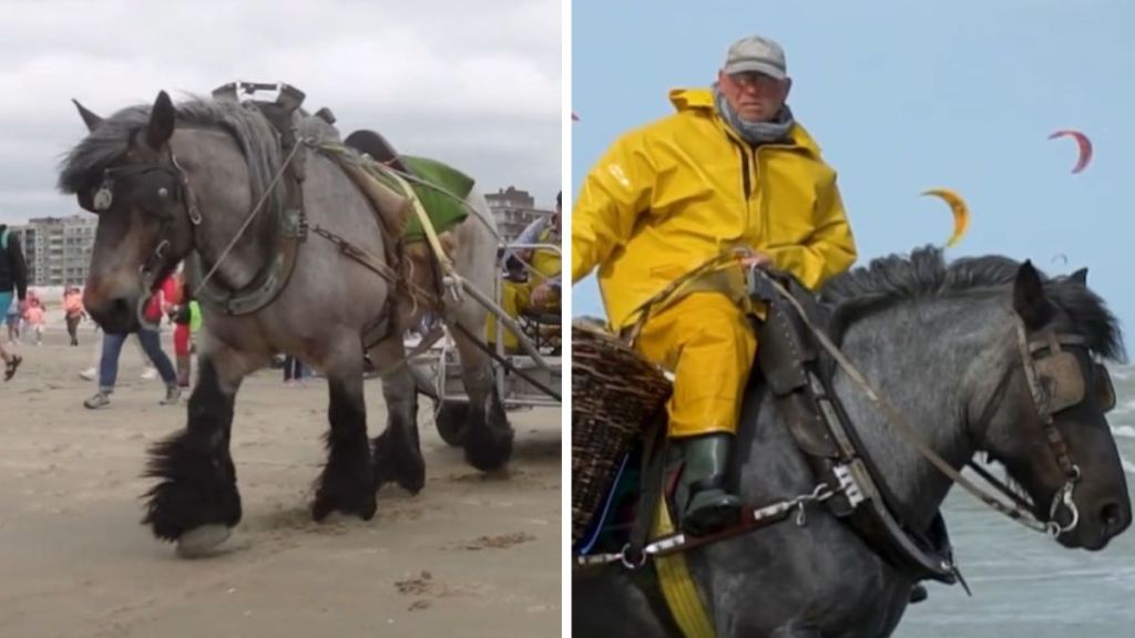 Left image shows a large draft horse hauling a catch onto the shore. Right image shows a fisherman and his horse wading through the surf.