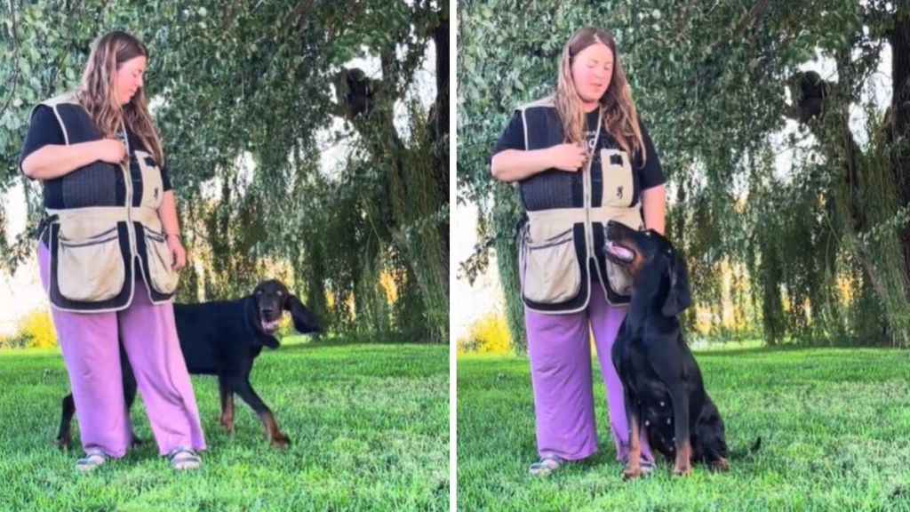 Images show a trainer working with a hound dogs learning tricks. The dog is trained well, but not speedy on any scale.