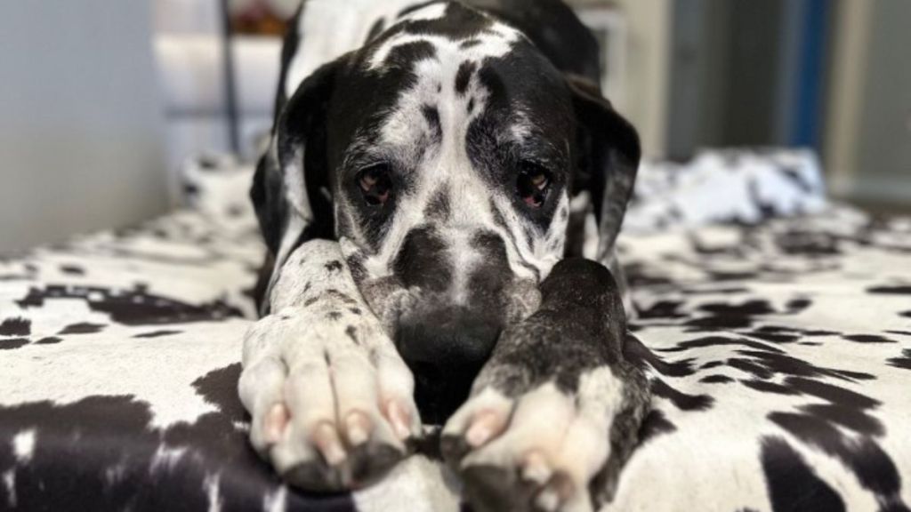 Image shows a great Dane "house cow" stretched out on a bed relaxing and not wanting to get up.