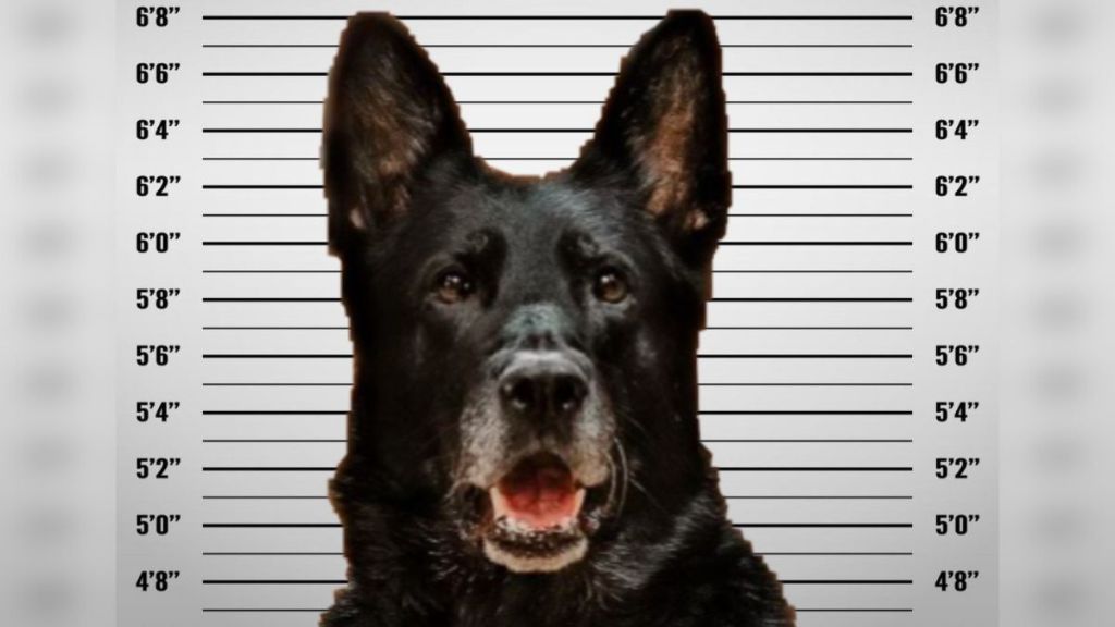 Image shows the mugshot of a K9 caught stealing.