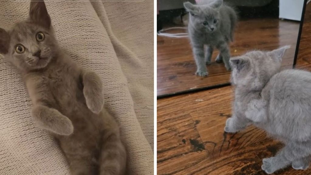 Left image shows a tiny gray kitten relaxing. Right image shows the same kitten getting spicy after seeing itself a mirror.