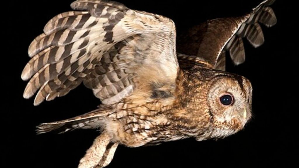 Image shows an adult tawny owl in flight against a night sky.