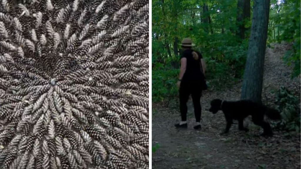 Left image shows the center portion of a pinecone art found in a Massachusetts park. Right image shows Margaret Zeitouny and her dog walking in Cedarwoods Park where she found the strange circle of pinecones.