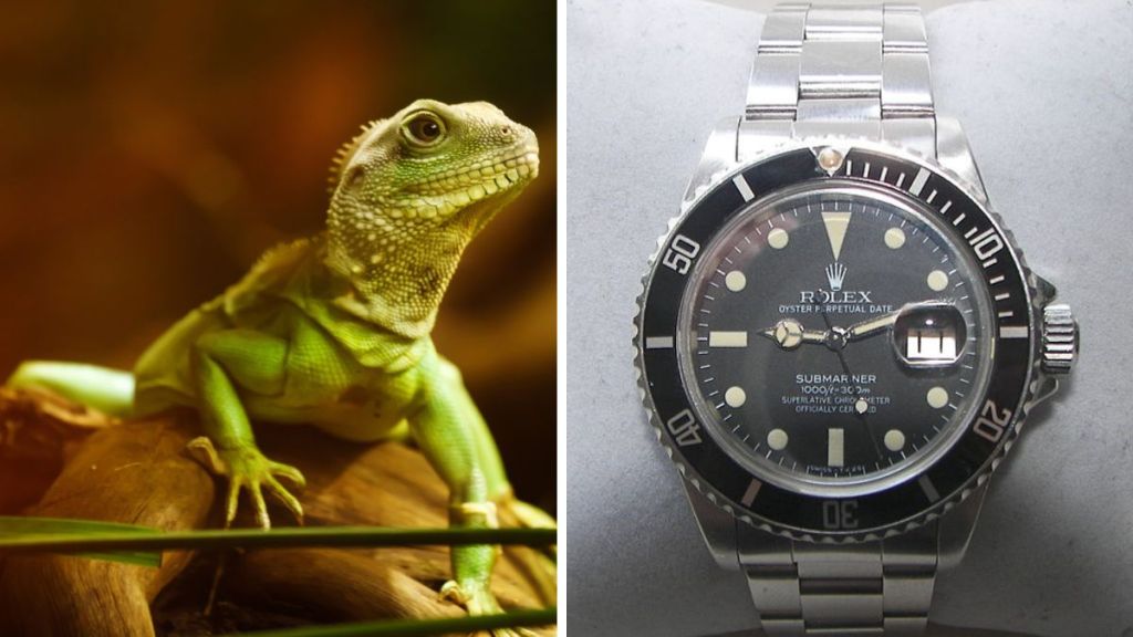 Stock image shows a Lizard, similar to the one left in a hotel room. Right stock image shows a Rolex watch.