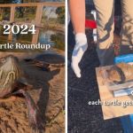 Left image shows a box turtle with the words, "The 2024 Annual Turtle Roundup." Right image shows a turtle being weighed as part of its annual checkup.