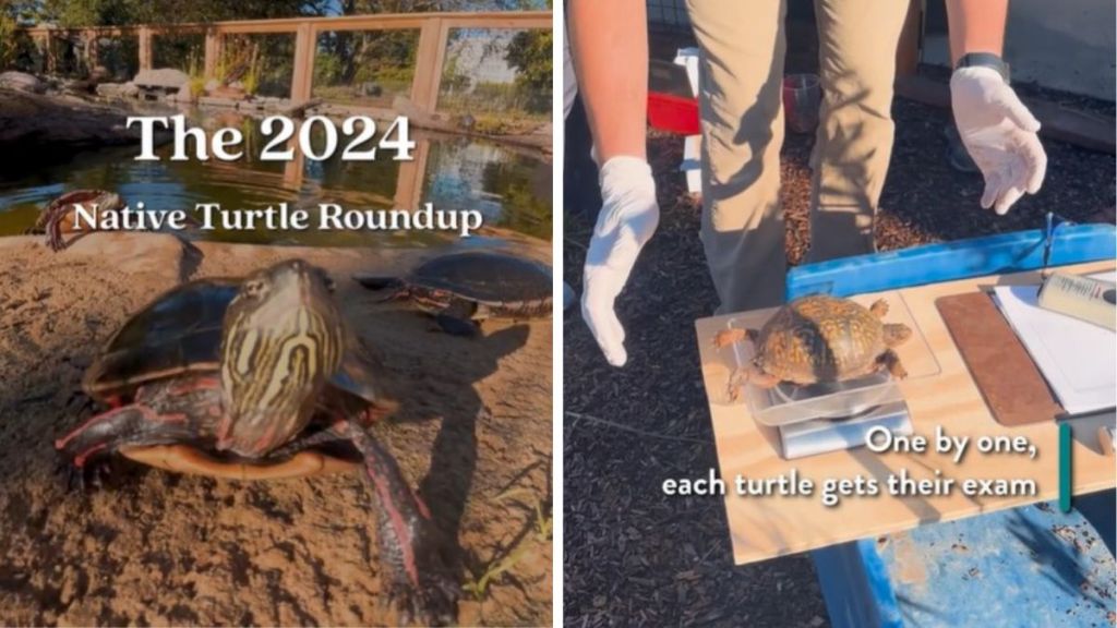 Left image shows a box turtle with the words, "The 2024 Annual Turtle Roundup." Right image shows a turtle being weighed as part of its annual checkup.