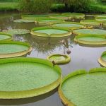 Stock image shows a small pond with several lily pads floating on the surface.