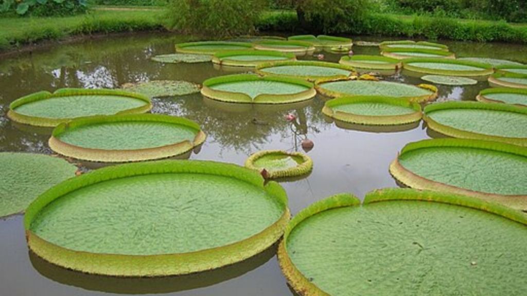 Stock image shows a small pond with several lily pads floating on the surface.