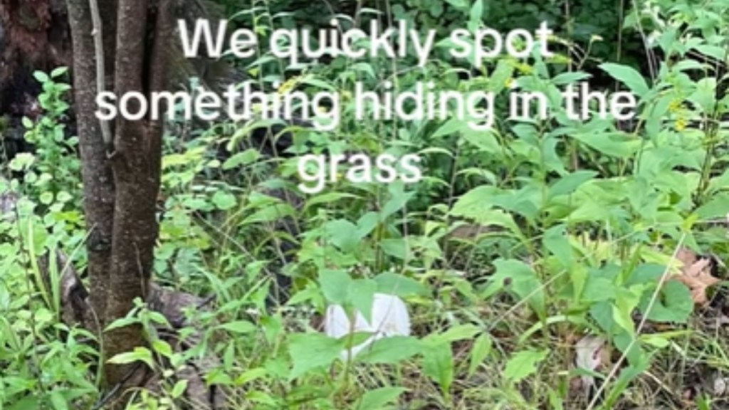 Amidst greenery, something small, white, and round can be seen. Text on the image reads: We quickly spot something hiding in the grass