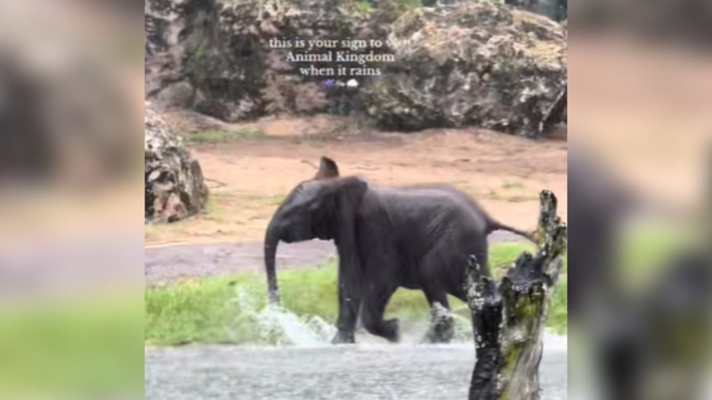 A baby elephant splashes happily in the rain through water