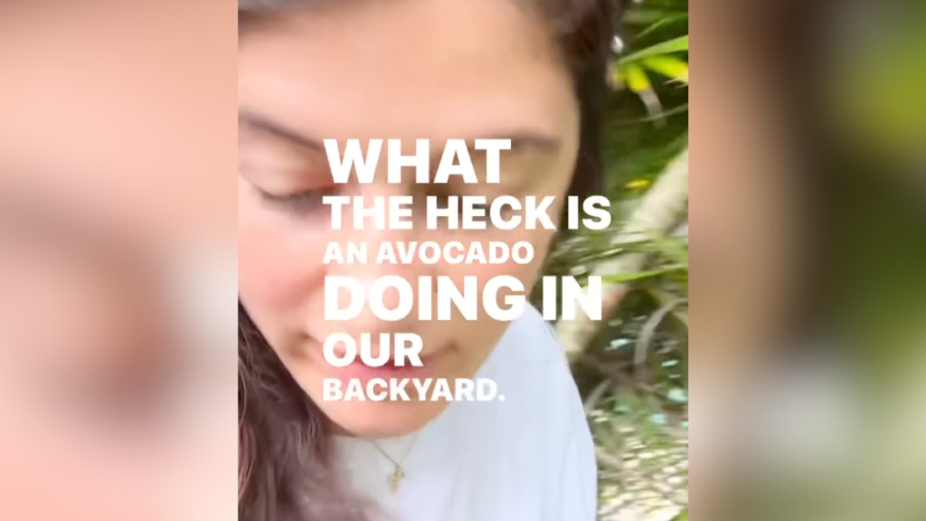 avocado tree quote