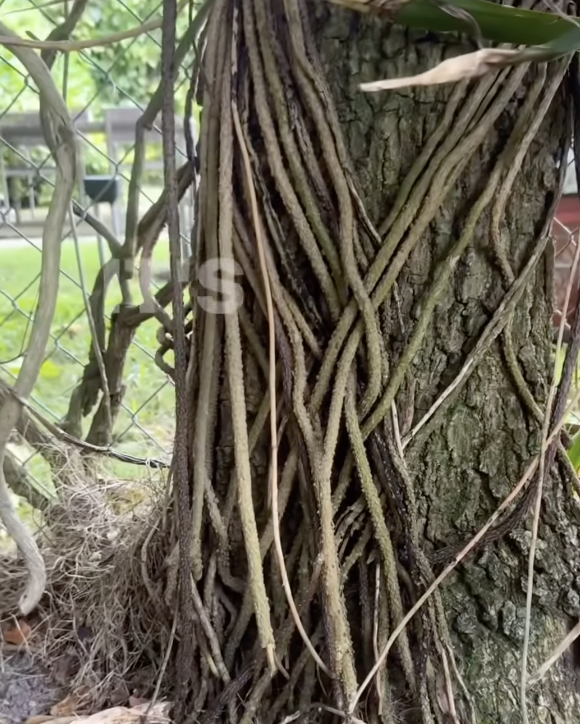 avocado tree trunk