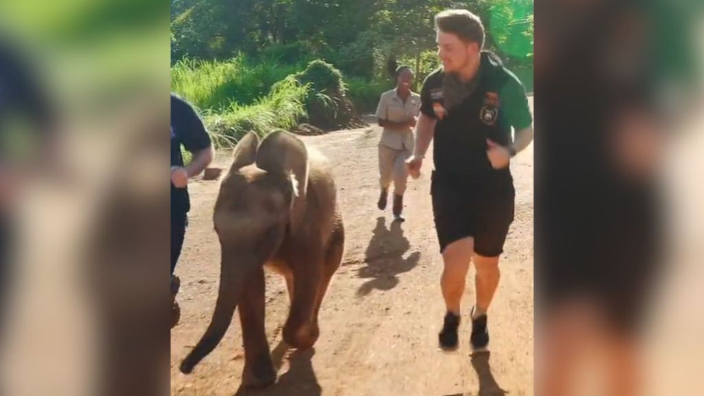 Human conservationists running with a baby elephant.