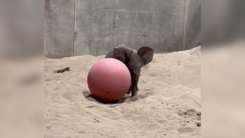 A baby elephant playing with a large toy ball.