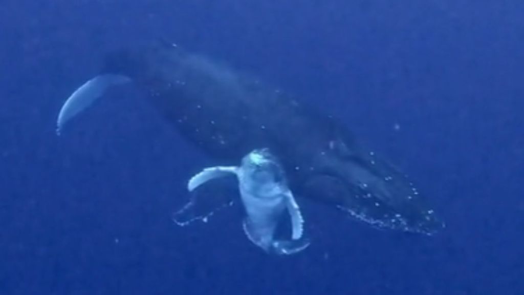 An adult humpback whale and baby under water.