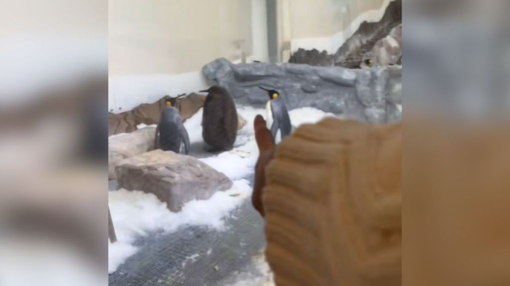 A very large baby penguin standing between two smaller adults.