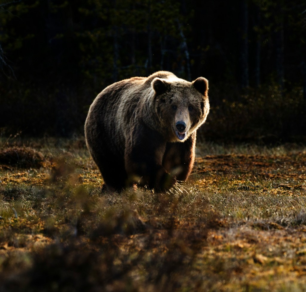 A large brown bear standing outdoors. 