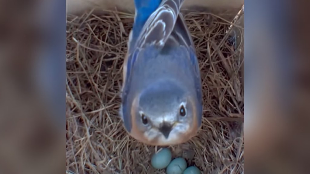 Close up of a bluebird looking up into the camera in the bird house they are inside. Beneath the bird are three tiny blue eggs, one of which appears to be cracked.