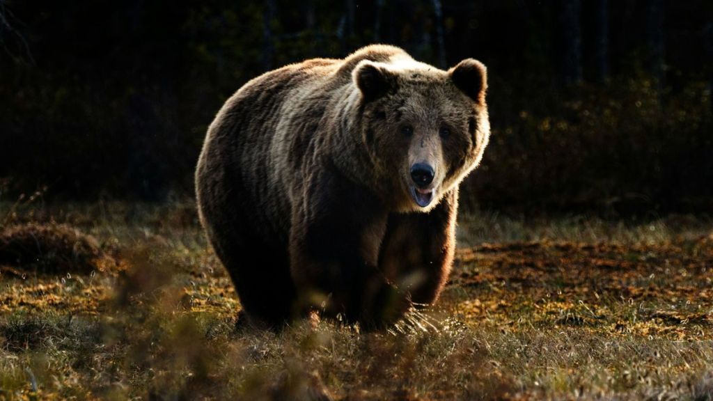 A large brown bear standing outdoors.