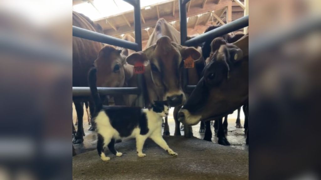 A cat surrounded by cows.