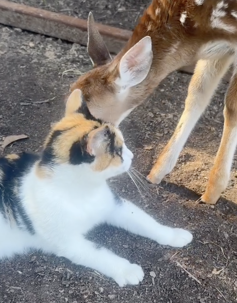 cat and fawn