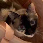 Top-down view of a cat meowing while standing inside what looks like a bag