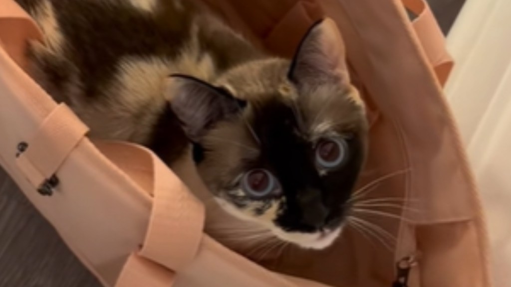 Top-down view of a cat meowing while standing inside what looks like a bag