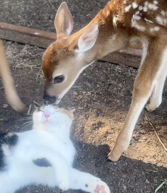 cat being licked by a fawn