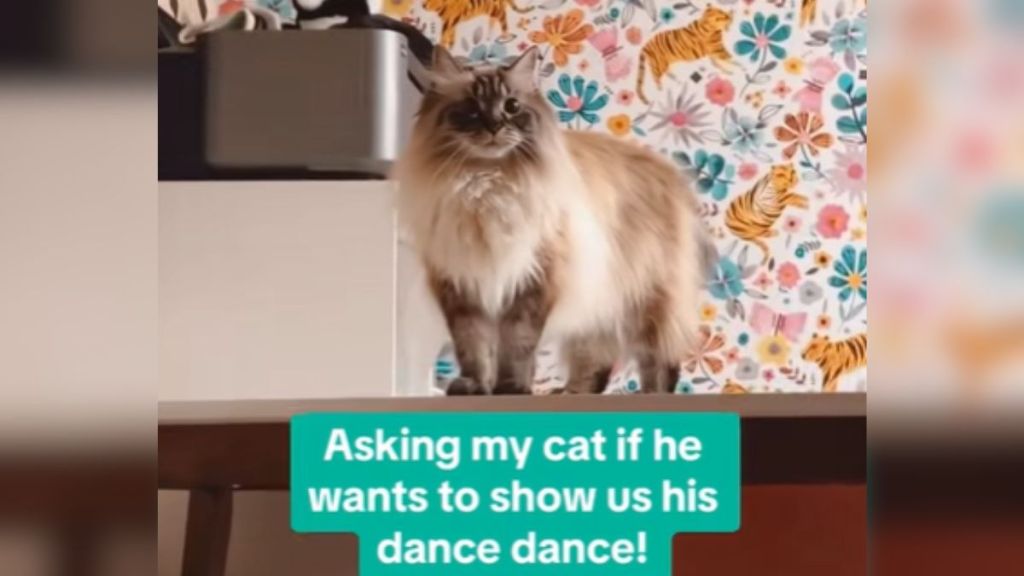 A long-haired cat standing on a table.