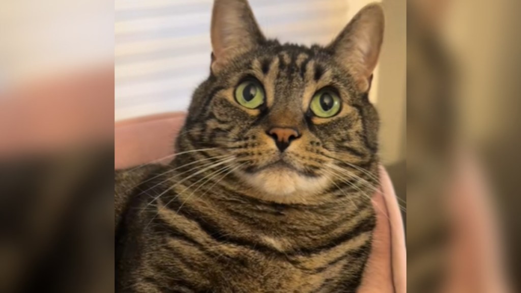 Close up of a cat looking up at the person taking the photo, eyes wide