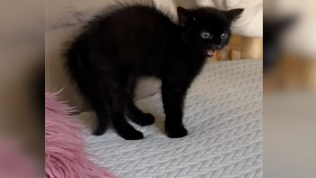 cat hissing