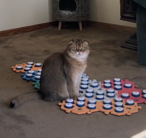 cat sitting on talking board