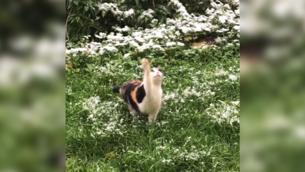 A cat stands in a grassy area that spots lightly covered in a light layer of snow. The cat holds up one paw, looking into the air, trying to catch the falling snow flakes