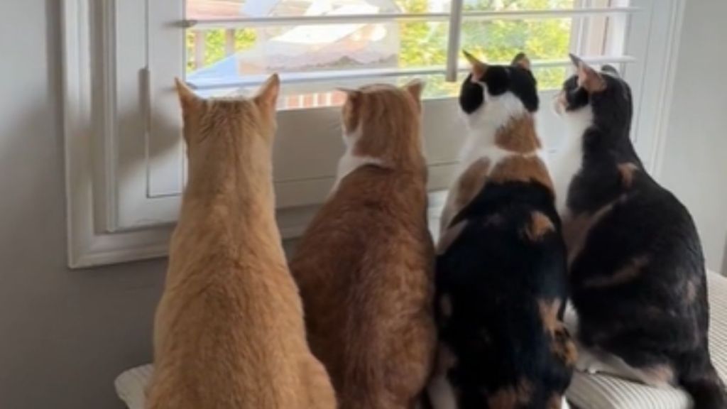 Four cats staring out the window.