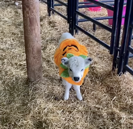 cow dressed in halloween costume