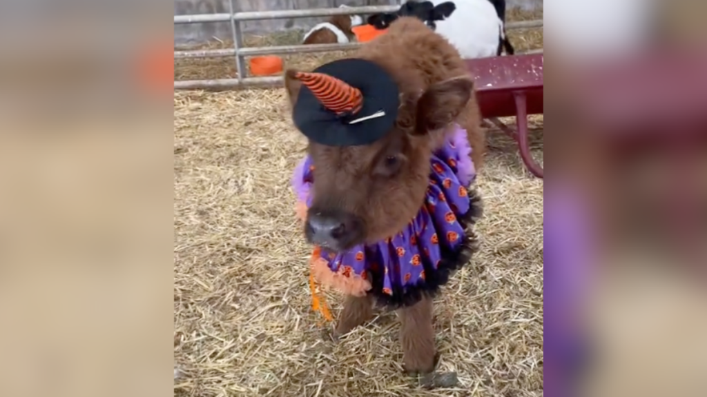 cow dressed in halloween costume