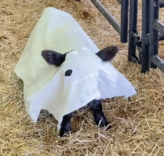 cow in halloween costume