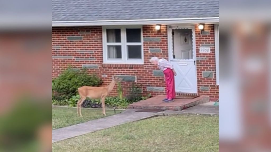 An elderly woman looking at a deer from her front step.