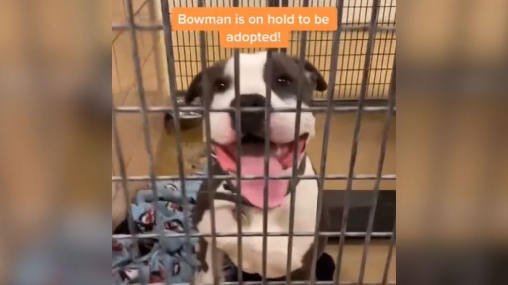 A shelter dog sitting in a cage with his tongue hanging out.