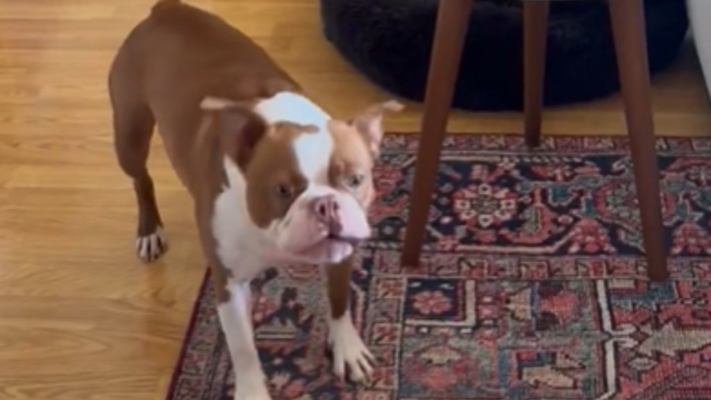 Close up of a small brown and white dog barking angrily while standing in a living room