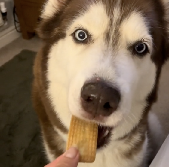 dog eating biscuit dipped in tea