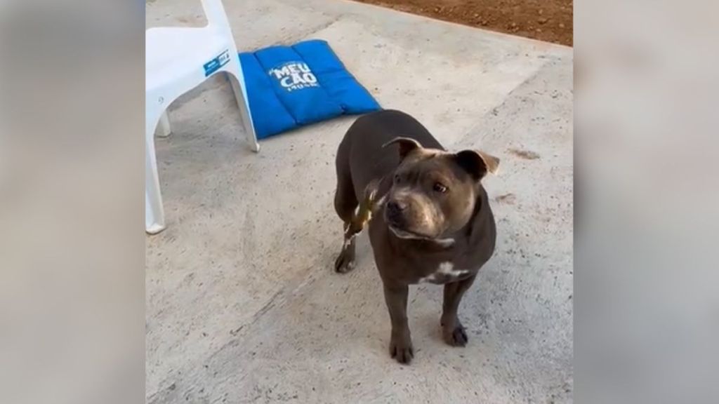 A dog looking at a bird flying by their face.