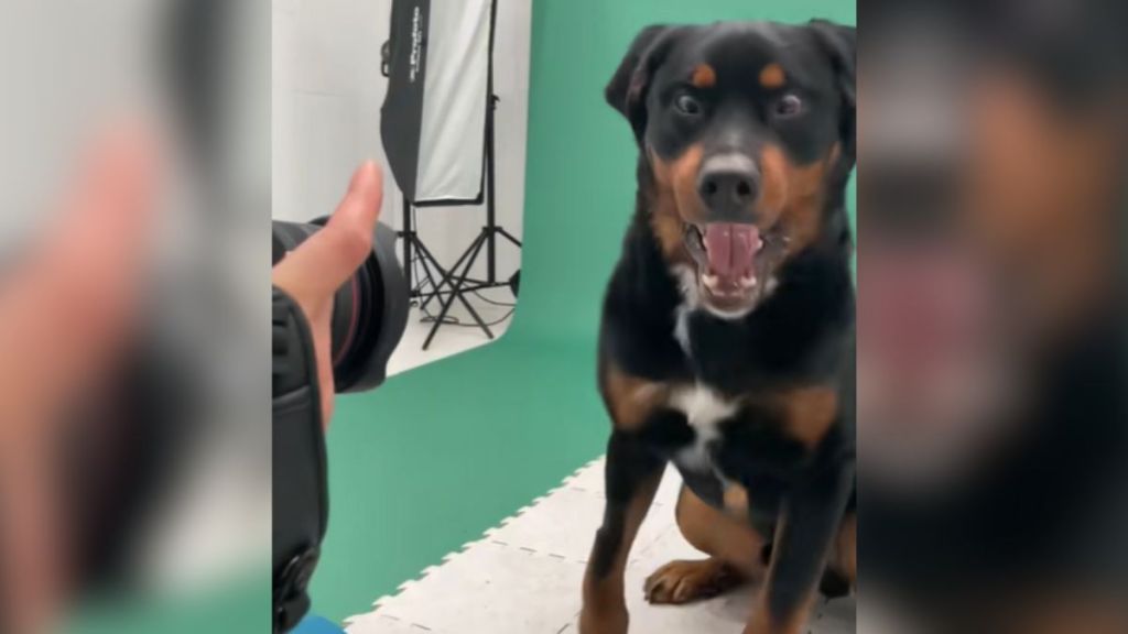 A dog making a hilarious face while trying to catch a treat.