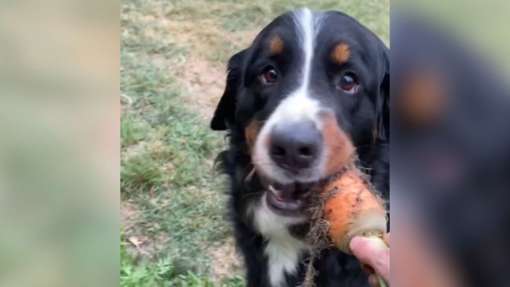 A Bernese mountain dog with a carrot in his mouth.